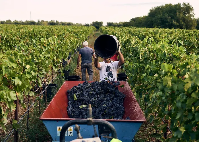 Masseria Pietra E Terra カロヴィーニョ