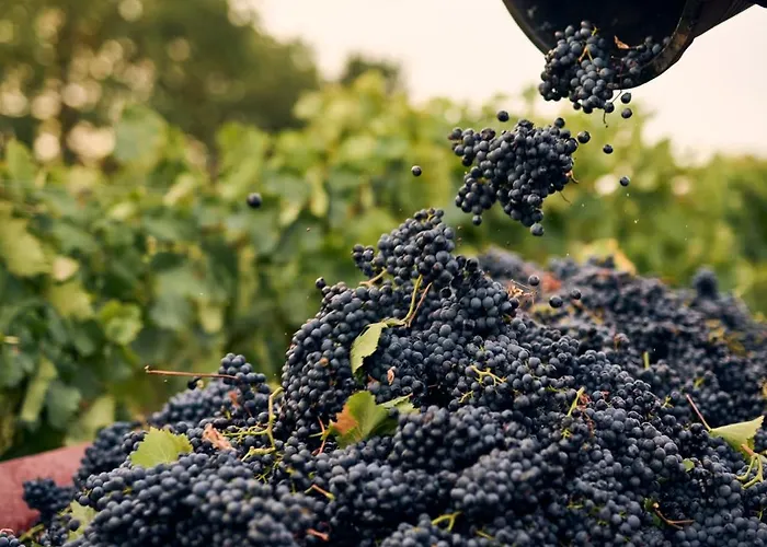 Bed & Breakfast Masseria Pietra E Terra