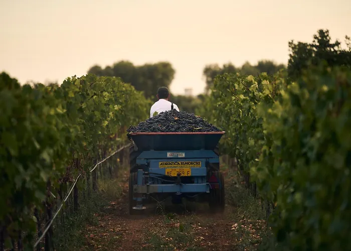 Masseria Pietra E Terra 3* Carovigno